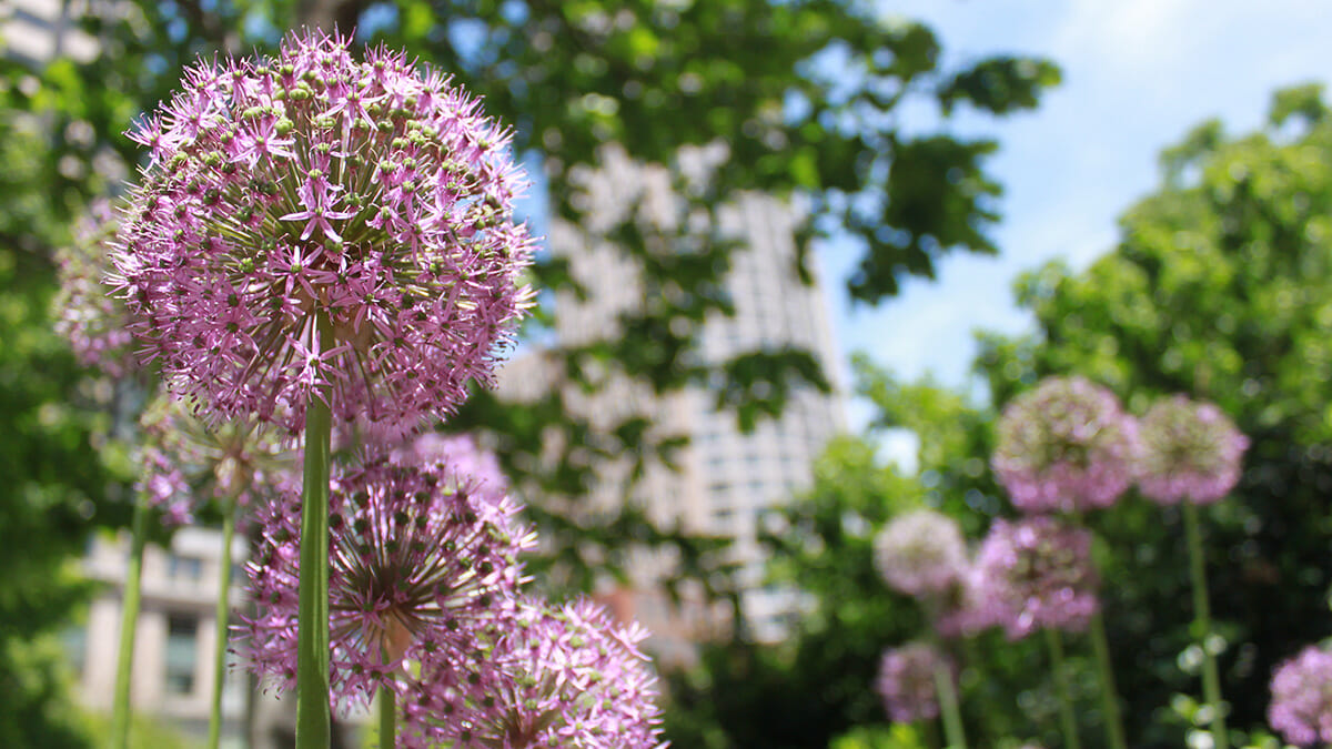 Pale purple Allium with trees and city buildings in the background.